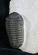 Phacops Trilobite From Morocco #9252-2